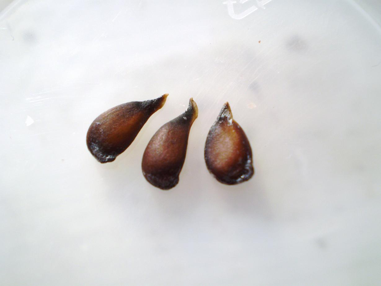 Green tear drop shaped tree seed