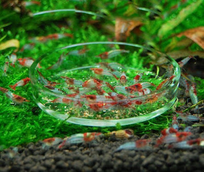 Kumpulan Cara Membuat Hiasan Aquarium Dari Plastik