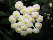 hoya lacunosa