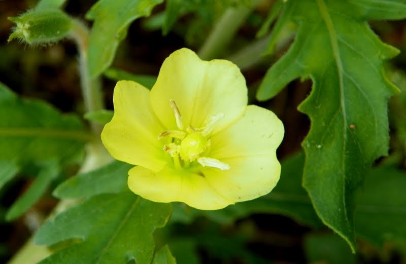 "What's Blooming Now" Cutleaf Evening Primrose (Oenothera laciniata)
