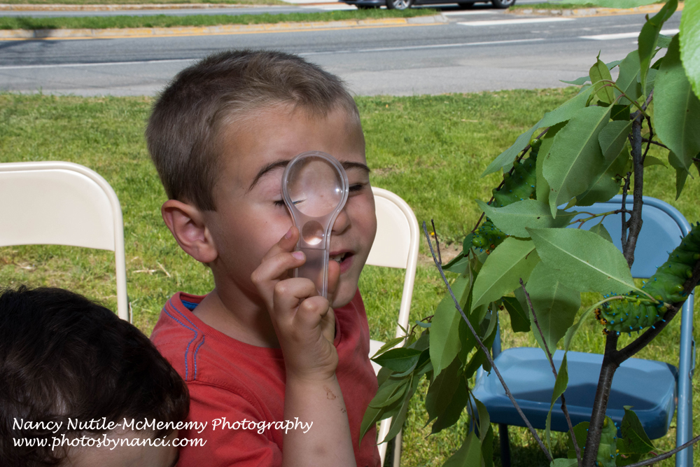 The World Of Caterpillars Visited Weathersfield Proctor Library 