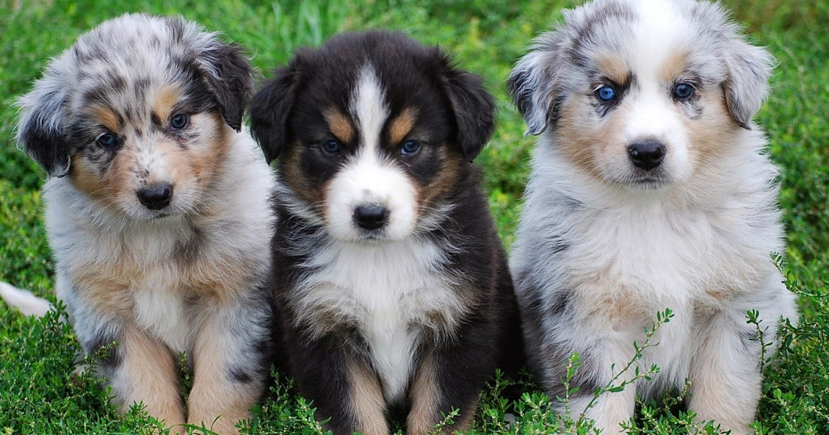 Too Cute Australian Shepherd Puppies - Pictures Of Animals 2016