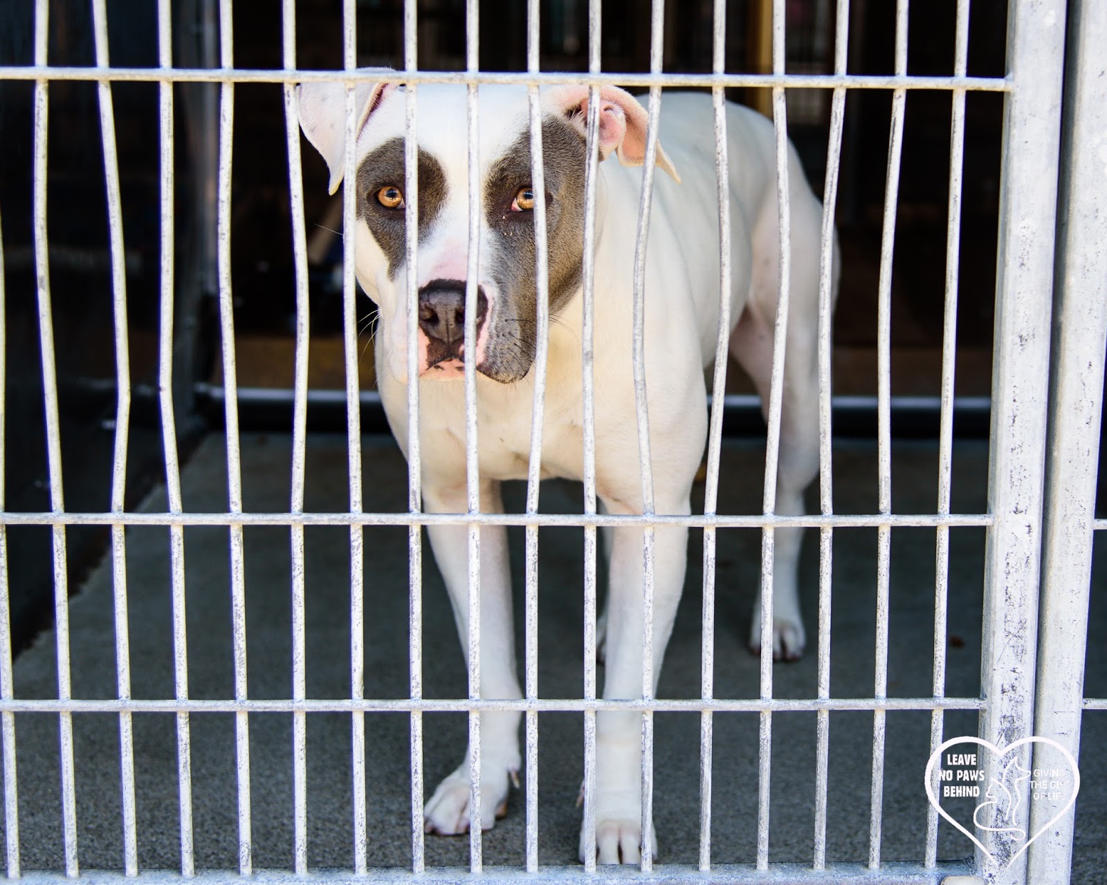 Baldwin Park Shelter Animals Available As Of 312018