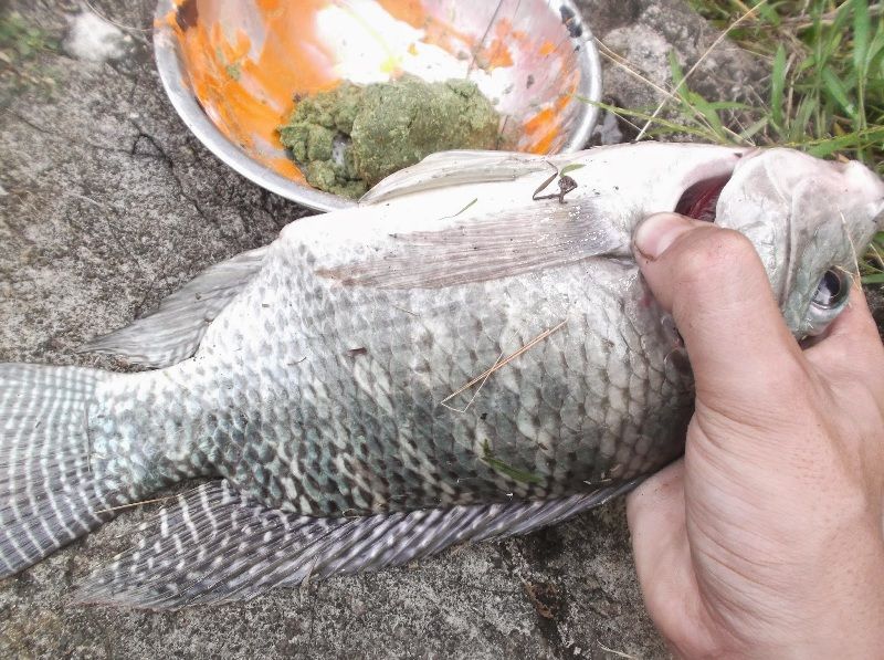 Umpan Mancing Ikan Lele Di Kolam Harian