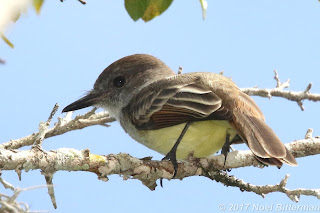 Stolid Flycatcher