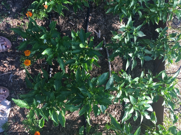 Zone 6 & 7 Garden Tasks for July | THE JOY BLOG