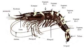 Udang Windu Penaeus Monodon Biota Dunia Perairan