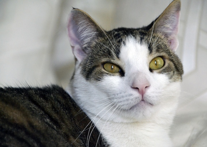 adopting a three legged cat special needs cat adoption, feline friendship