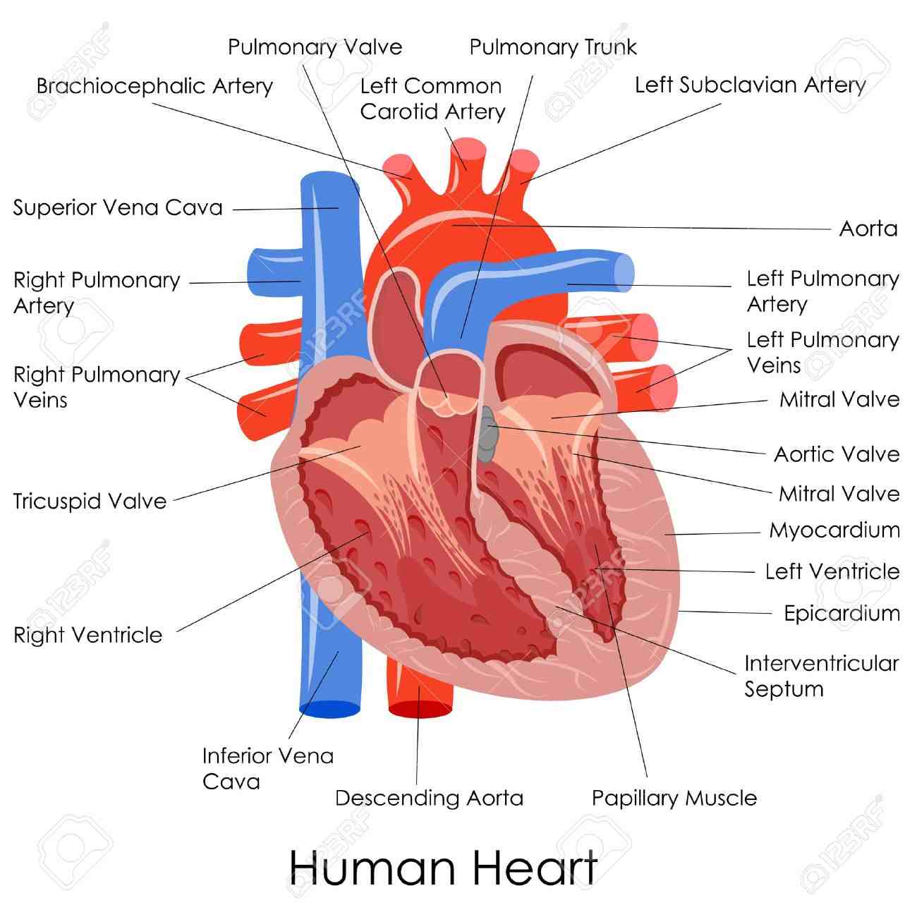 Human Body Lungs Digram Human Body Lungs Digram