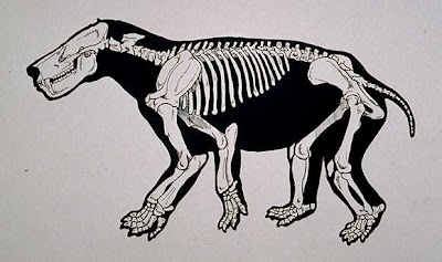 Titanoides skeleton