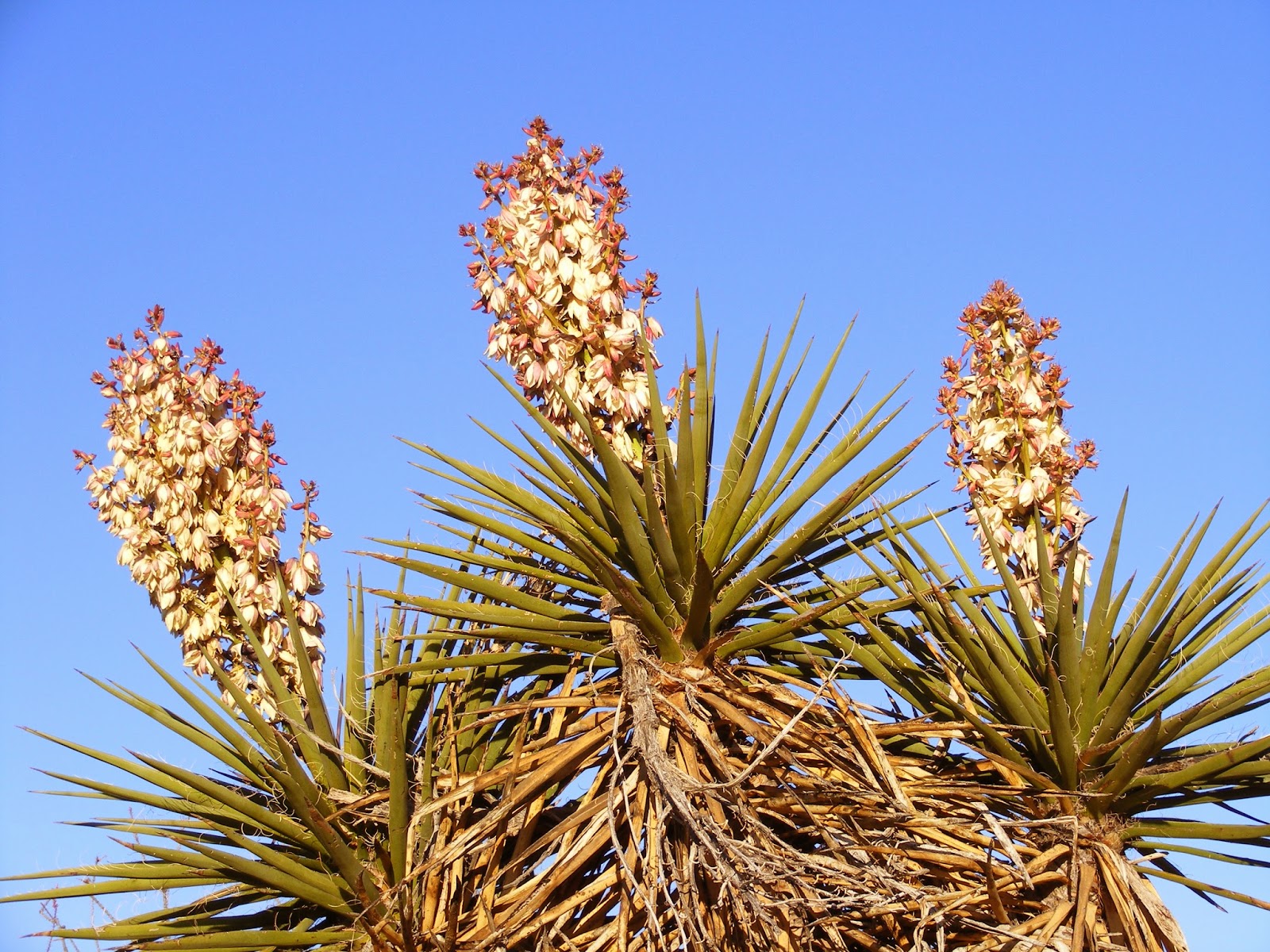 Desert Packrat Chihuahuan Desert Spring