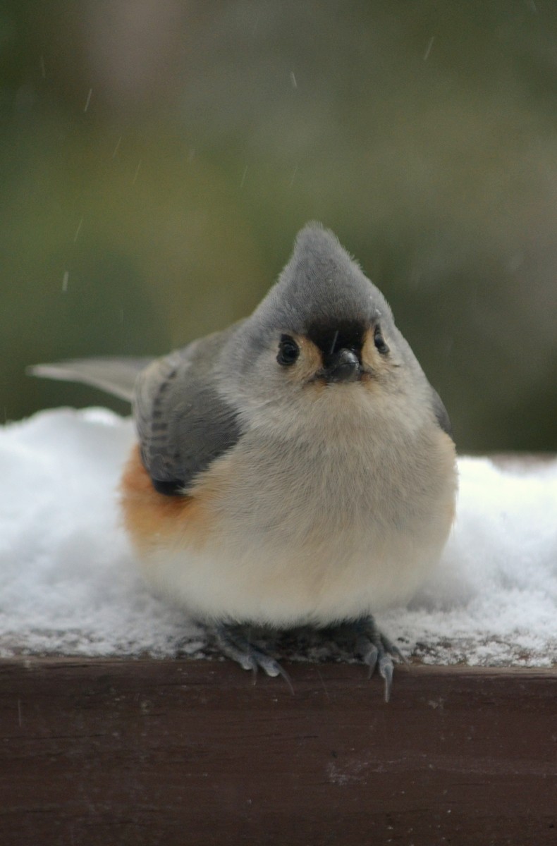 Woods Walks and Wildlife: Snowy Feeder Birds