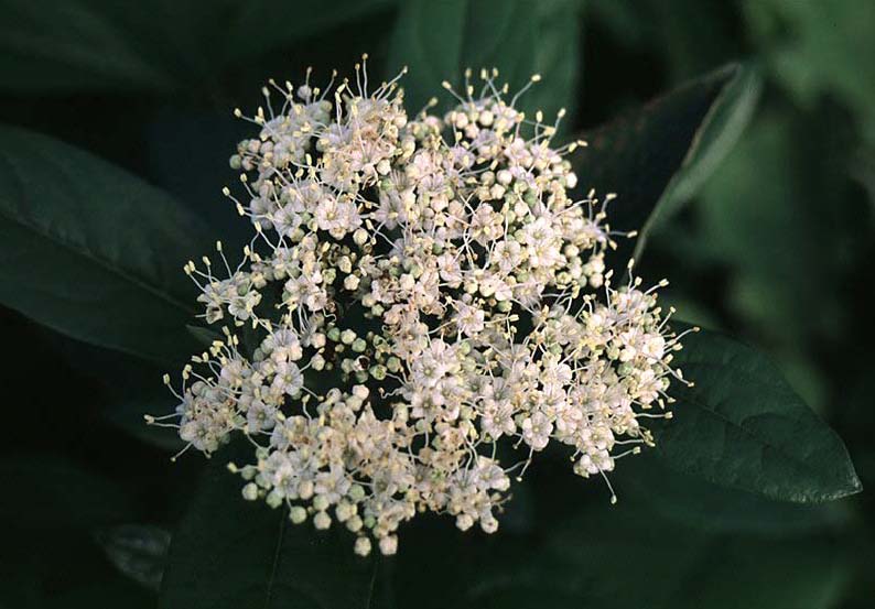 Beechwood Landscape Architecture and Construction Possum Haw Viburnum