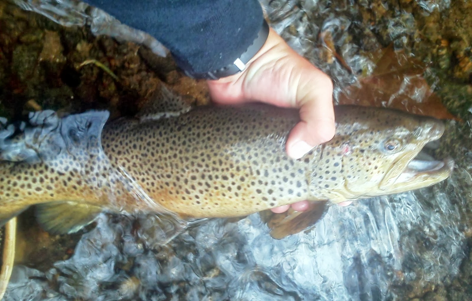 Top Water Charters Fishing Reports and News Beaufort Morehead City