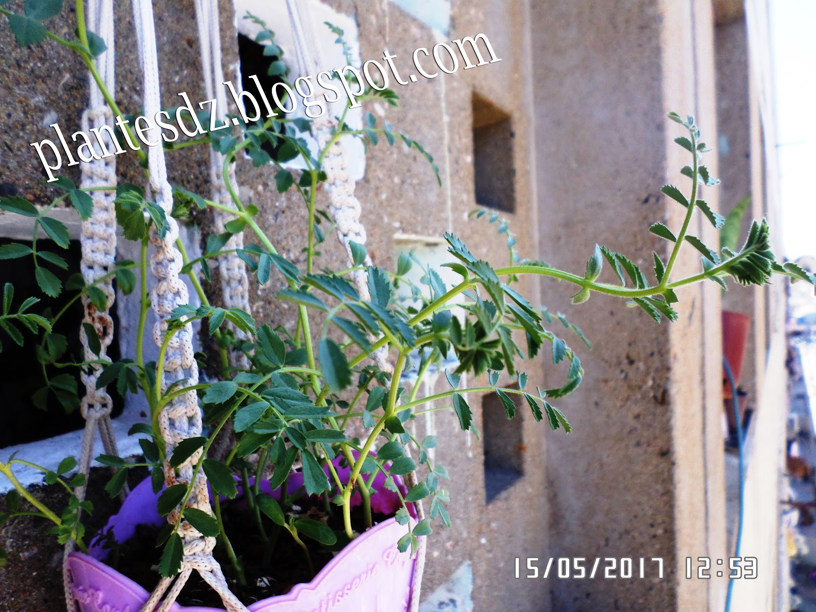 Les Plantes النباتات Pois chiche