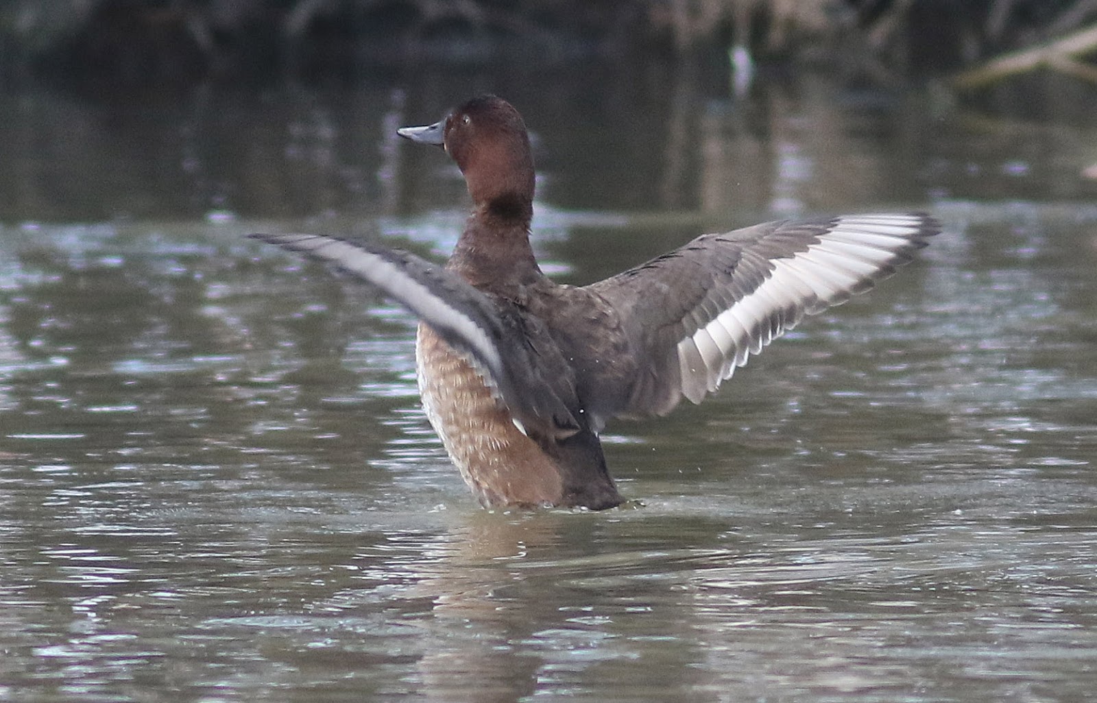 NonStop Birding Fudge Factor