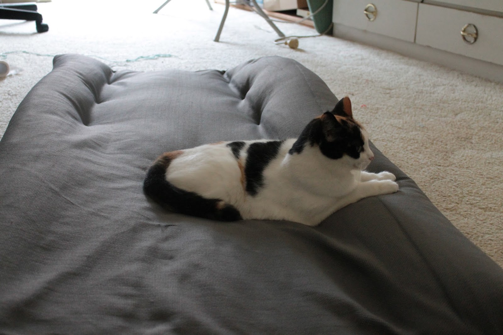 I PurrFurr to Craft Dog Bed.