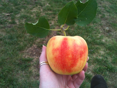 Ontelaunee Orchards