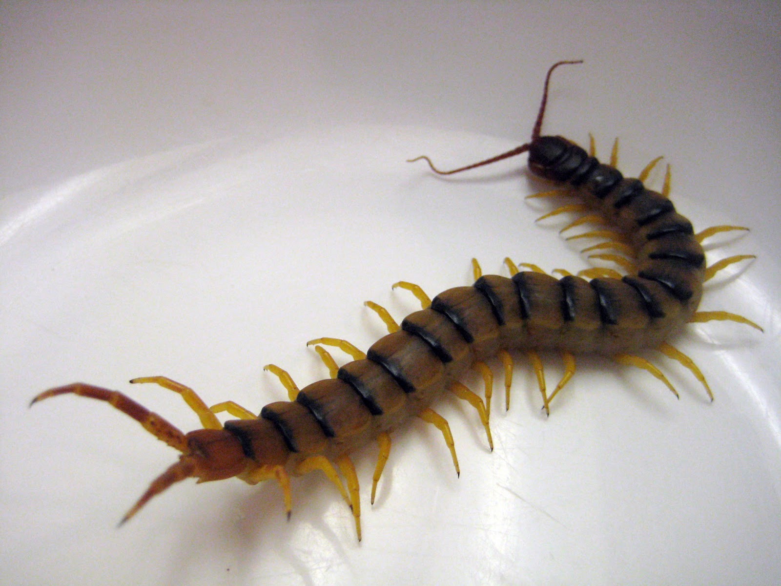 Centipede vs. Millipede: What's the Difference? - Mid-Georgia Pest ...