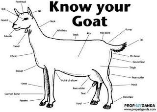 Vincent De roeck know your goat Biology for beginners