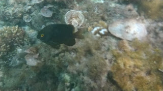 Boracay snorkeling pesci