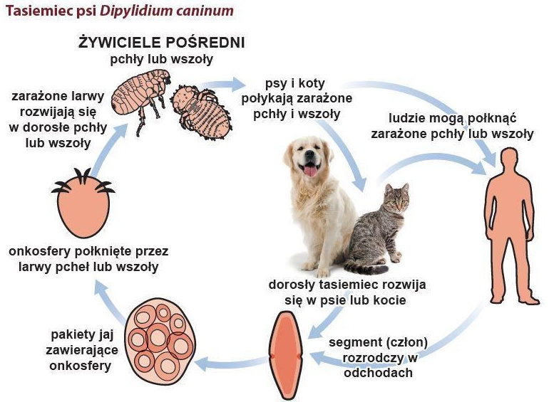 Dipylidium caninum. Dipylidium caninum (дипилидиоз, огуречный цепень). Дипилидиоз плотоядных цикл развития. Жизненный цикл дипилидиум.