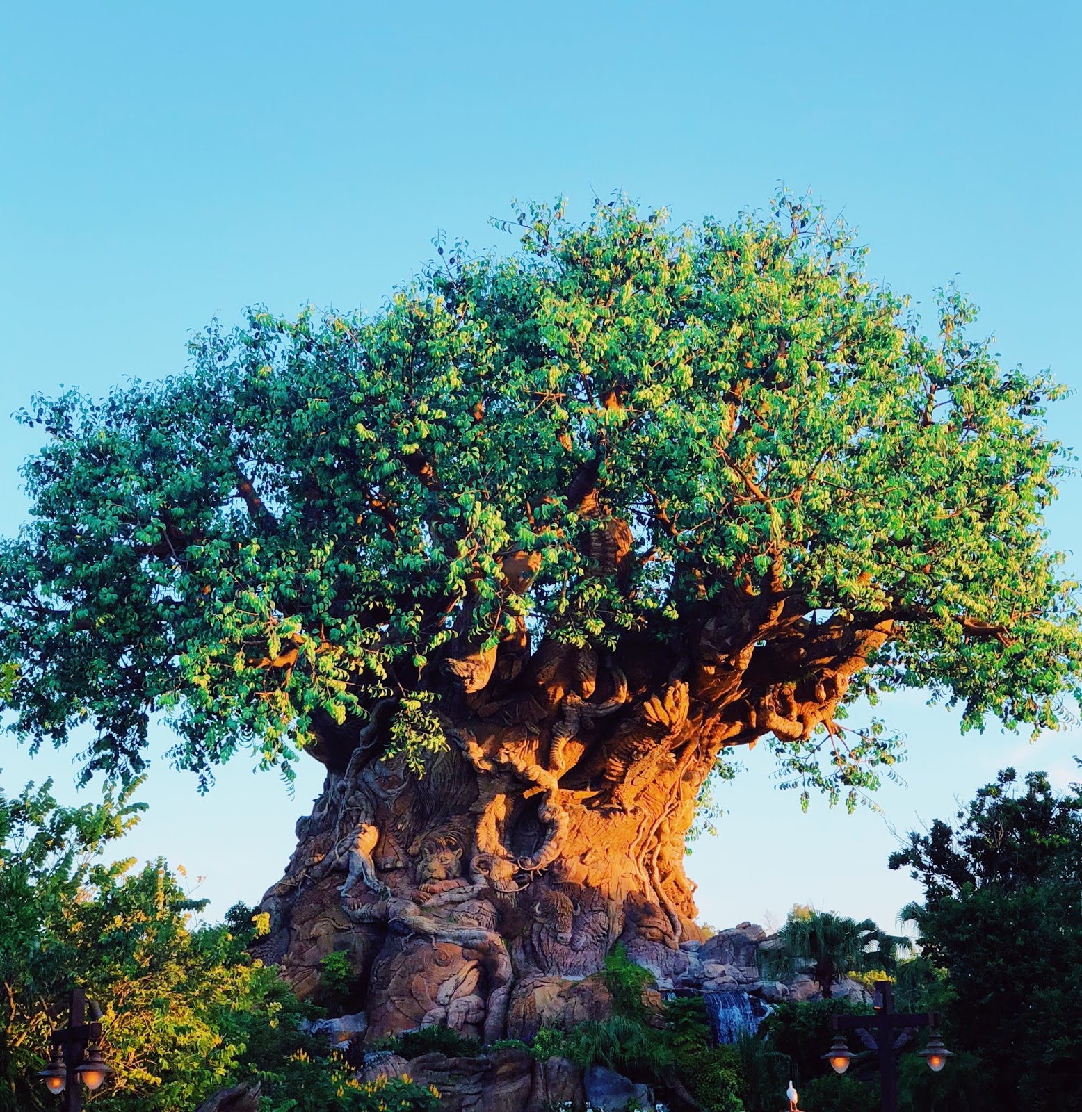 animal-kingdom-travel-guide-capsule-new-england