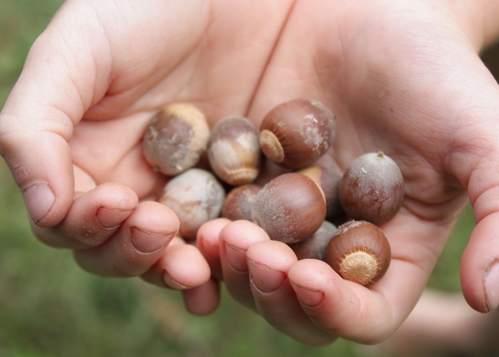 lil fish studios acorn gathering