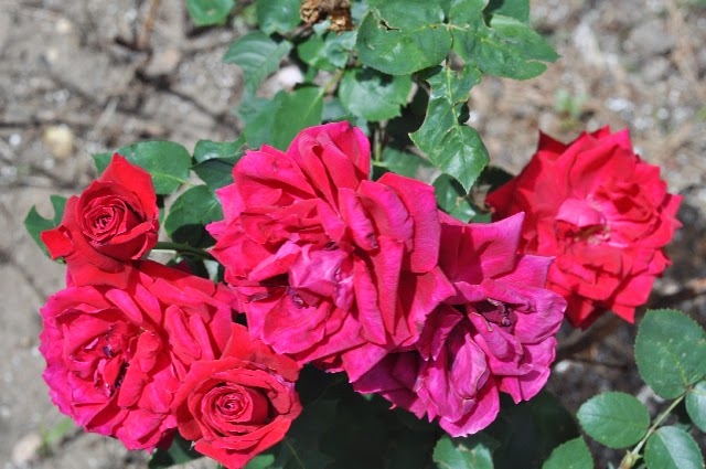 roses Colorado Springs coloradoviews.filminspector.com