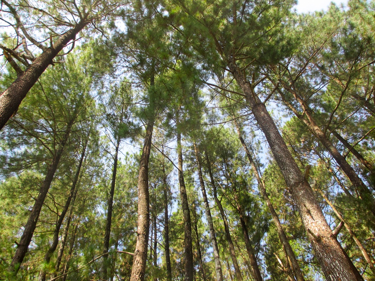 Pengelolaan Hutan Produksi yang Lestari (PHPL) - Pejalan Hitam Manis