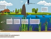 Infographic waterplanten. Sturen op watervegetaties. Bron: www.helpdeskwater.nl