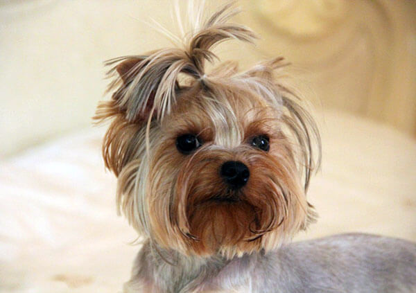 national puppy day pictures national puppy day pictures