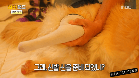 [사진/움짤多] 동물 학대의 현실 & 네 다리가 없는 치치 이야기 | 인스티즈