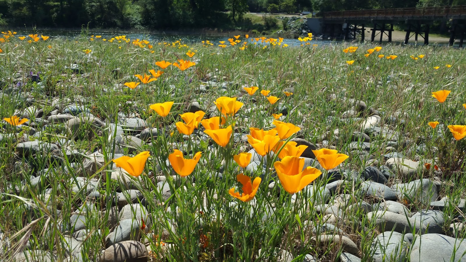 American River Pathway Runner California poppies seem happy growing between rocks