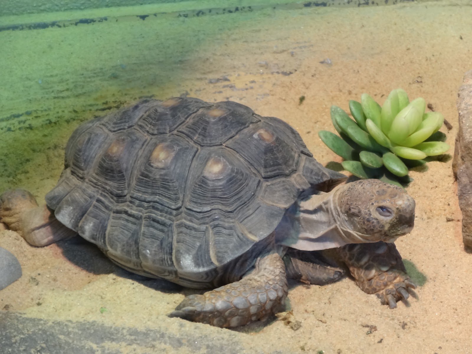 Stu the Zoo Where do zoos get their animals from?