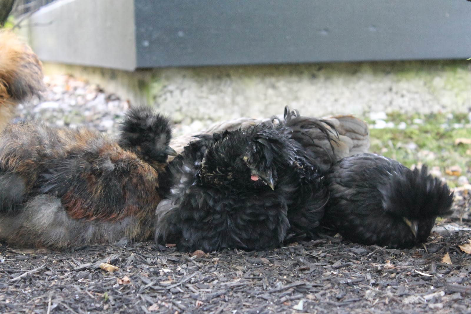 wander north a beginners guide to backyard chickens