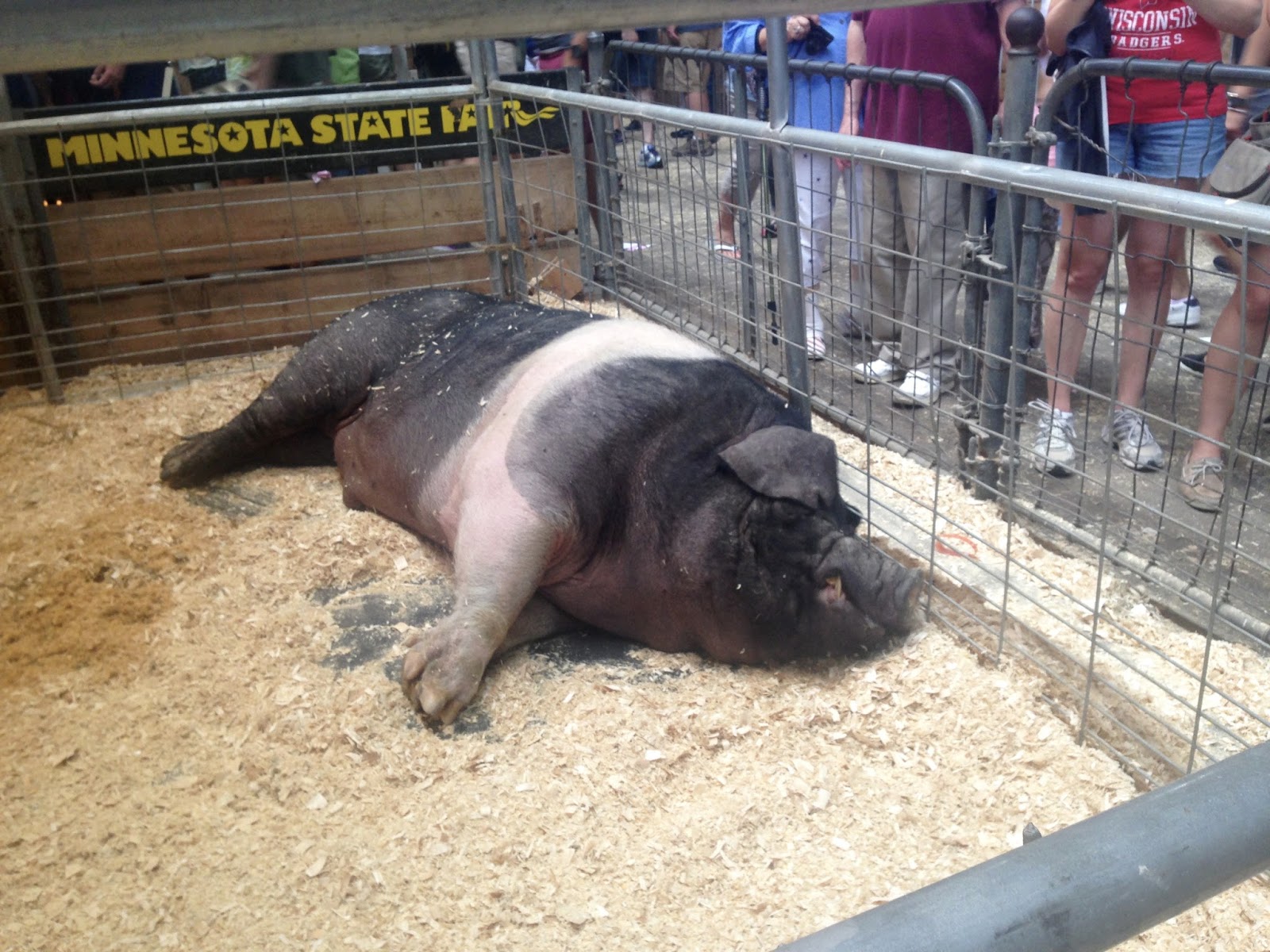 Amy's Creative Pursuits A Day At The Minnesota State Fair