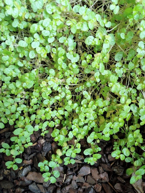 Lágrimas de ángel, colchón de novia o soleirolia (Soleirolia soleirolii ( Req. ) Dandy).