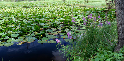 lilly lake pad pads colorado lifestyle pond small next