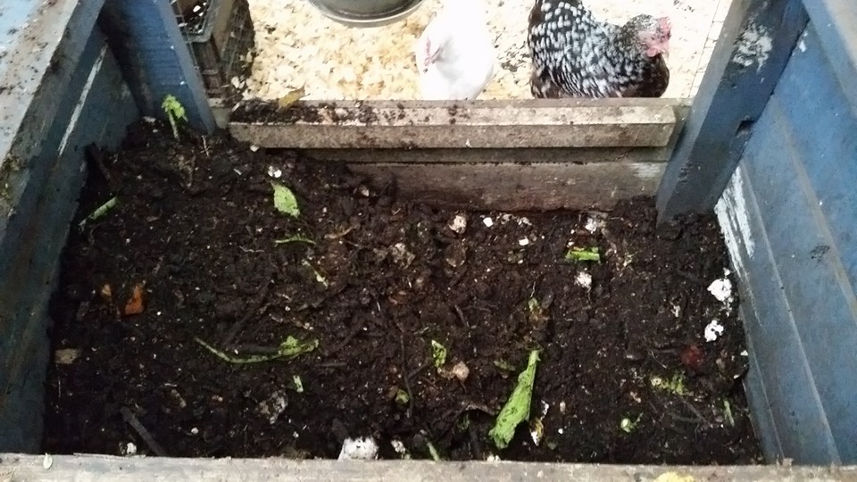 Making compost with chickens Joseph's scitastic adventure