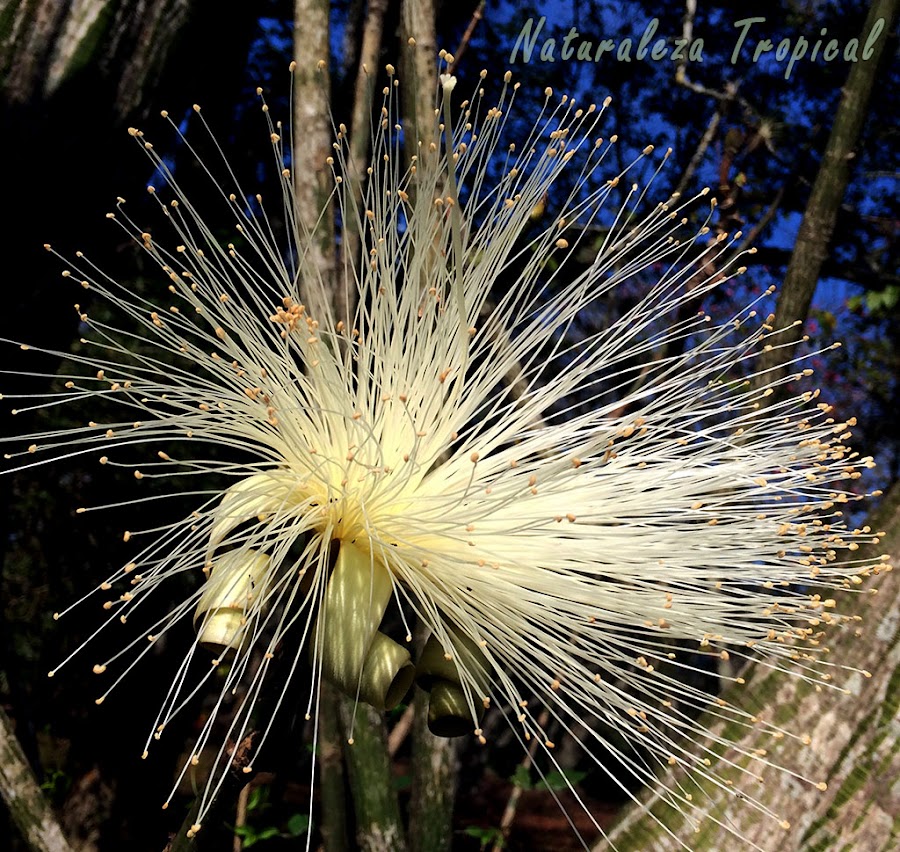 Variedad blanca de la flor del Árbol Carolina, Pseudobombax ellipticum