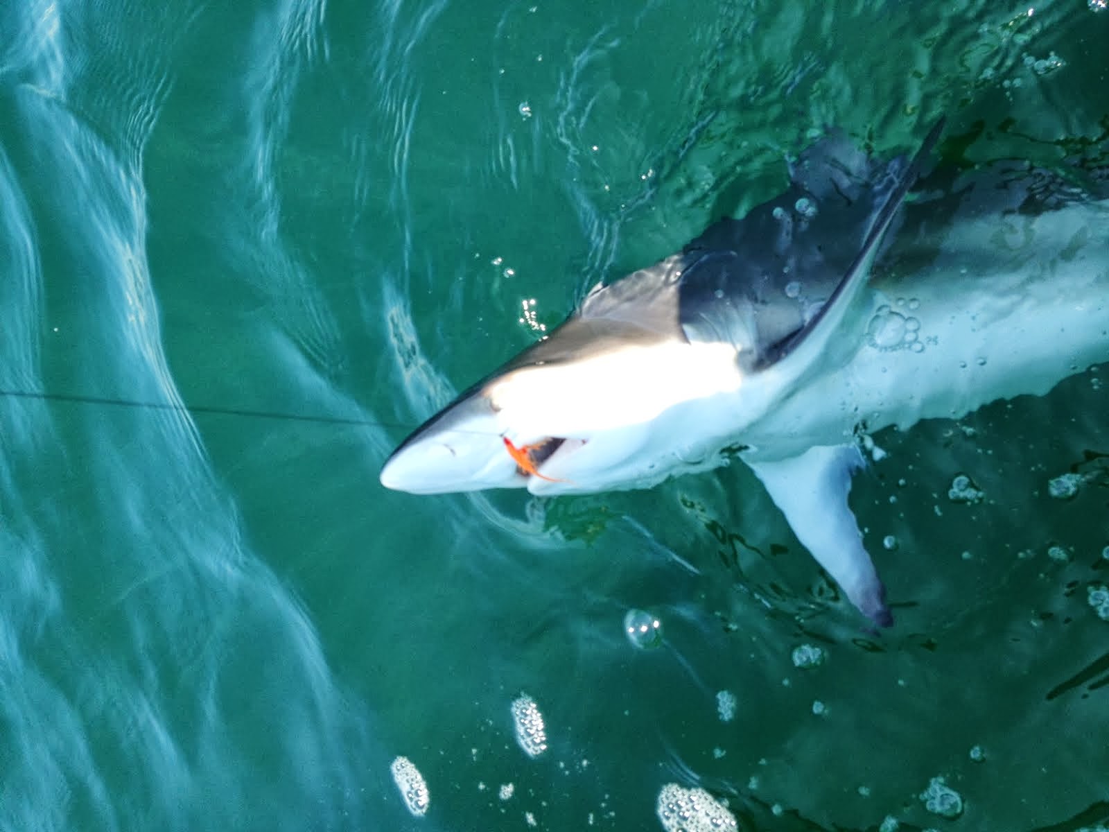 Jersey Cape Guide Service: Sharks on the Fly