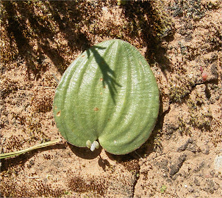 Eriospermum capense leaf