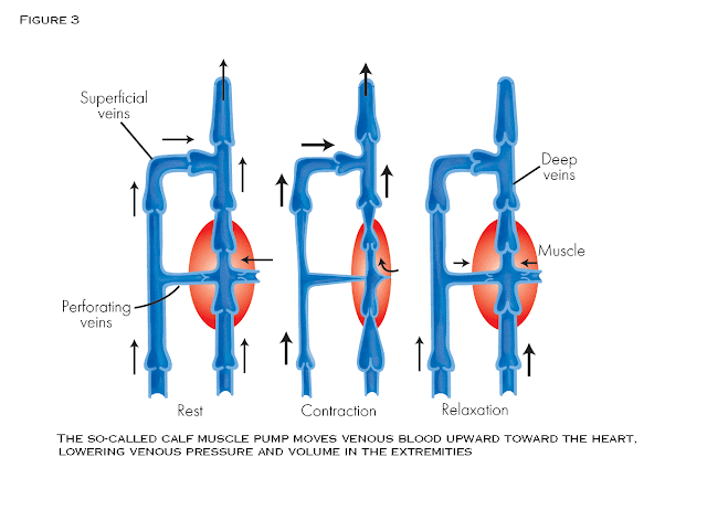 ФЛЕБОЛОГИЯ ДЛЯ "ЧАЙНИКОВ": ПЕРФОРАНТНЫЕ ВЕНЫ - ЗАЧЕМ ОНИ?
