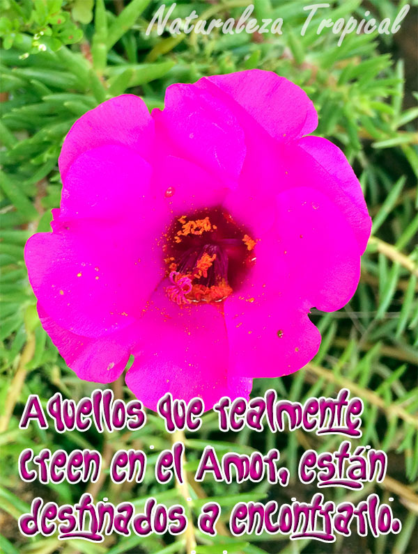 Aquellos que realmente creen en el Amor, están destinados a encontrarlo.