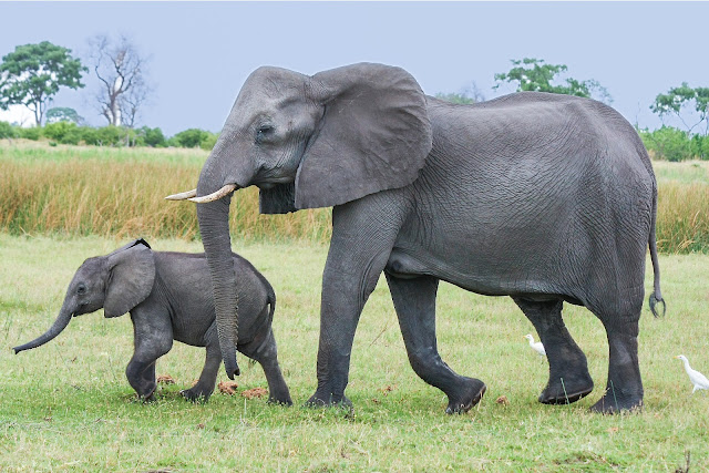 gajah mengandung sangat lama