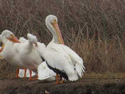 Sacramento National Wildlife Refuge