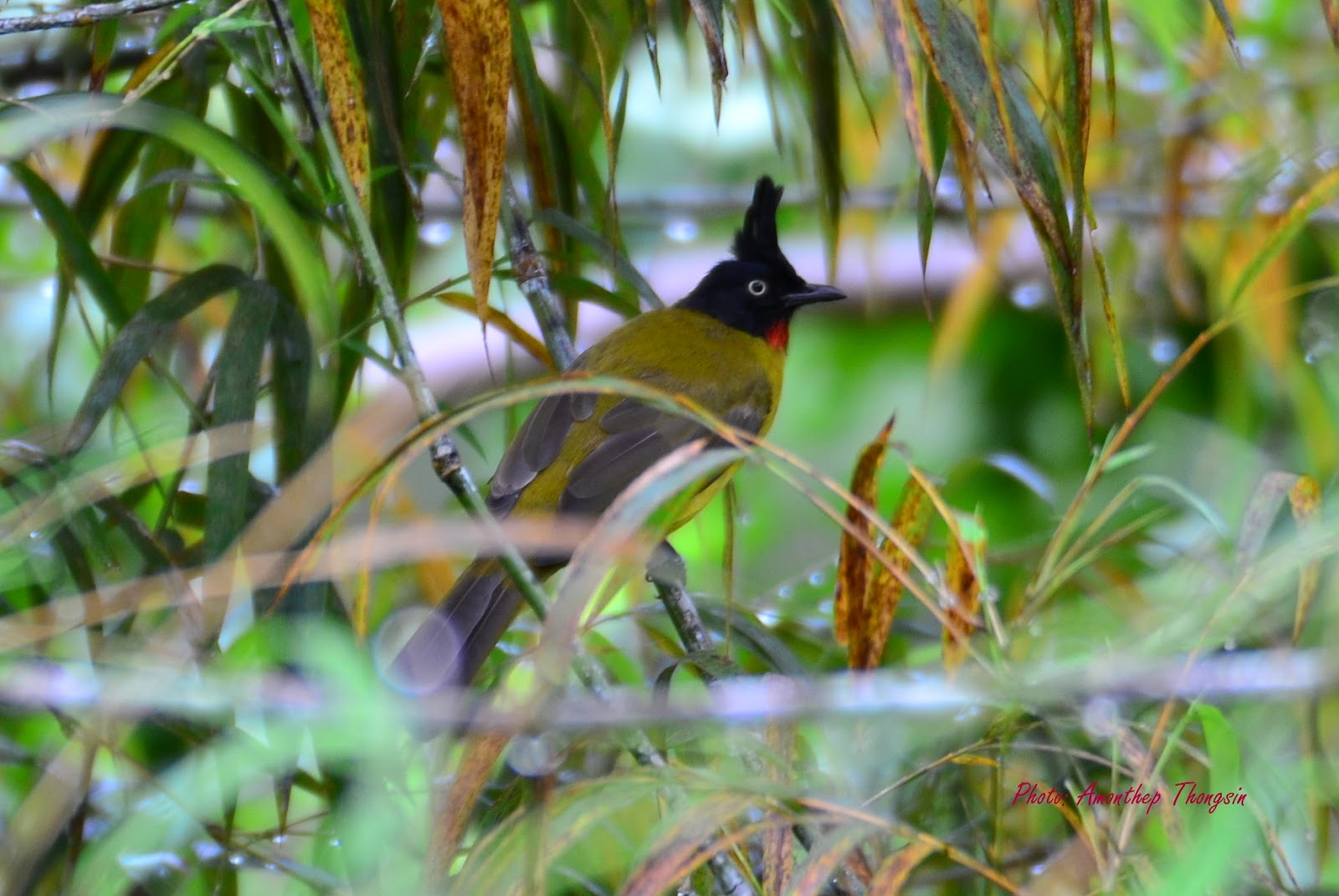 Bangkok Birds: นกกรุงเทพ: นกปรอดเหลืองหัวจุก (Black-crested Bulbul: P.m ...