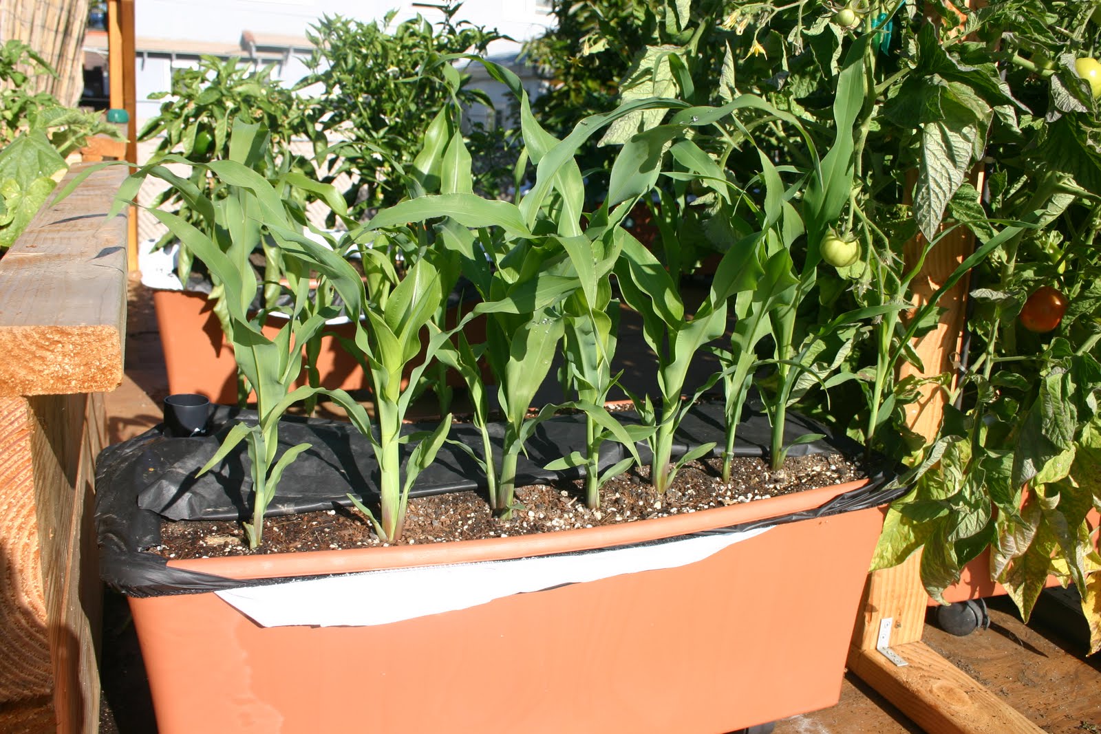 A Quick Guide for Growing Corn in Containers Successfully