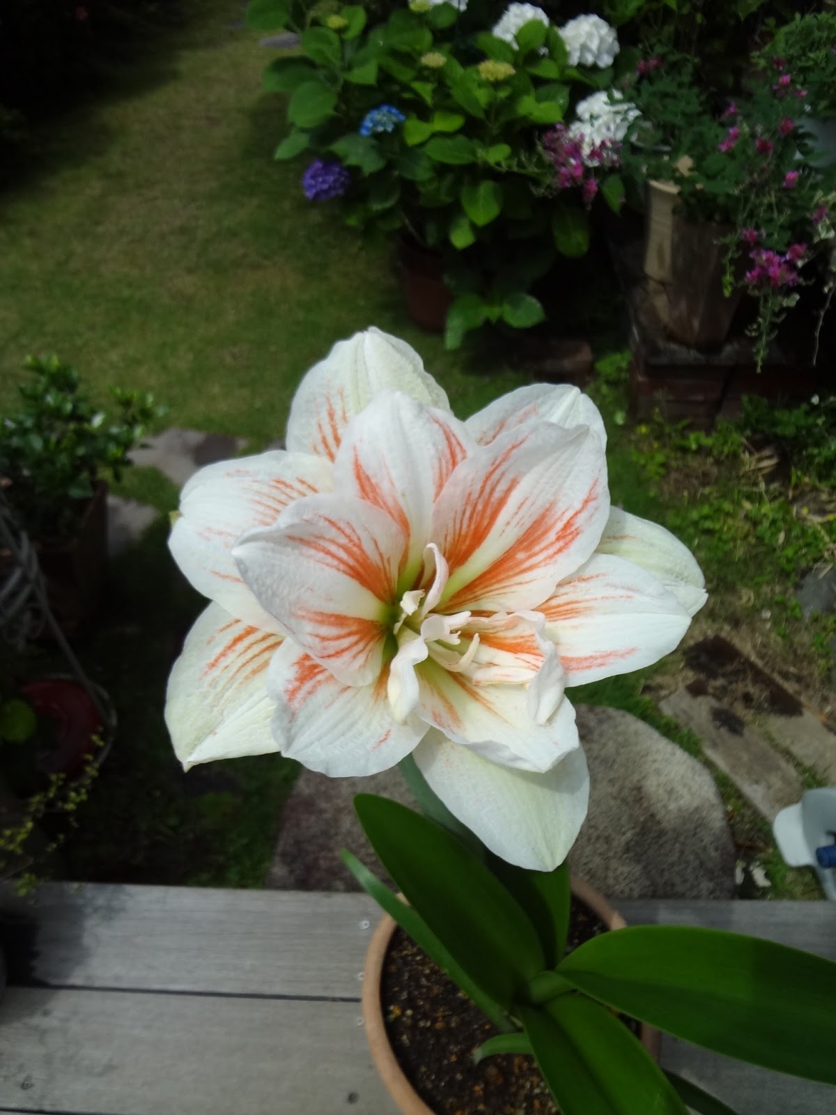 ドドナエアの見える窓 八重咲きのアマリリス